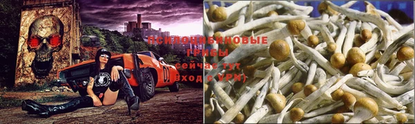 ПСИЛОЦИБИНОВЫЕ ГРИБЫ Баксан